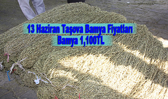 13 Haziran Taşova Bamya Fiyatları Bamya 1,100TL