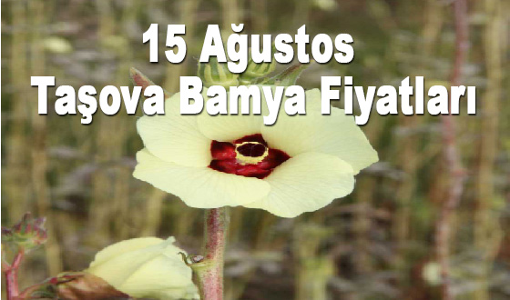 15 Ağustos Taşova Bamya Fiyatları