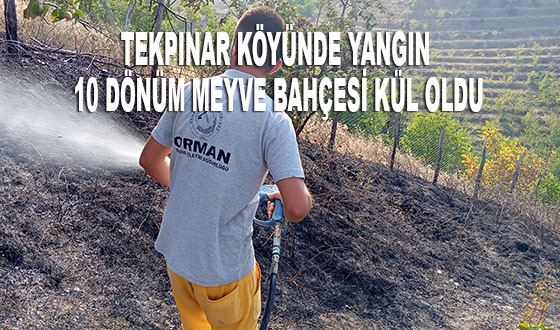 TEKPINAR KÖYÜNDE YANGIN 10 DÖNÜM MEYVE BAHÇESİ KÜL OLDU