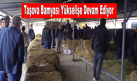 Taşova Bamyası Yükselişe Devam Ediyor