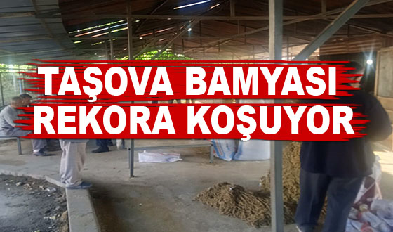 TAŞOVA BAMYASI REKORA KOŞUYOR