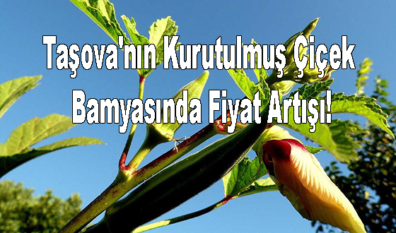 Taşova'nın Kurutulmuş Çiçek Bamyasında Fiyat Artışı!