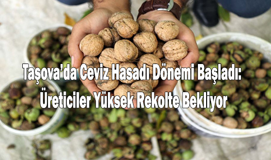 Taşova’da Ceviz Hasadı Dönemi Başladı: Üreticiler Yüksek Rekolte Bekliyor