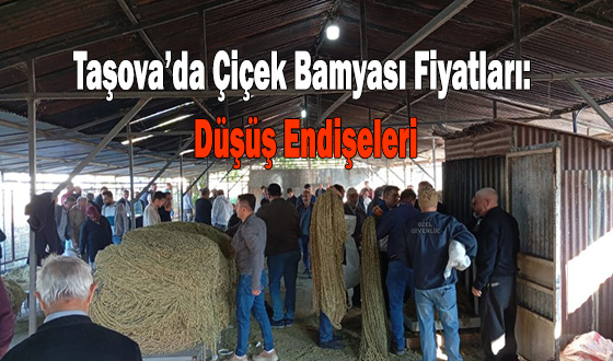 Taşova’da Çiçek Bamyası Fiyatları: Düşüş Endişeleri