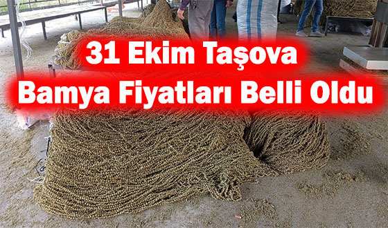 31 Ekim Taşova Bamya Fiyatları Belli Oldu