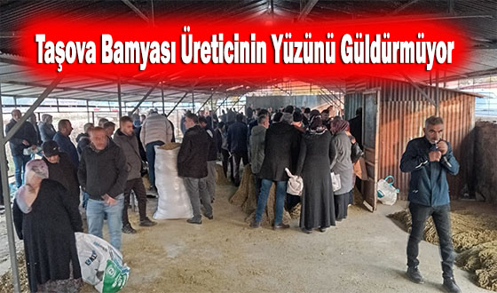 Taşova Bamyası Üreticinin Yüzünü Güldürmüyor