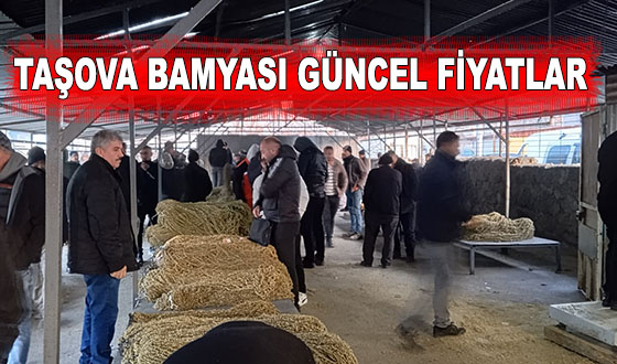 TAŞOVA ÇİÇEK BAMYASI GÜNCEL FİYATLAR 