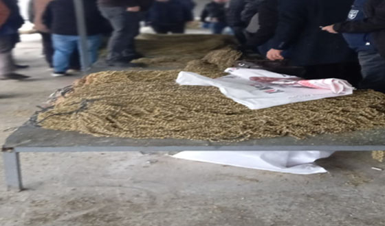 Taşova Bamya Pazarı’nda Fiyatlar Netleşti