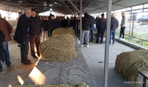 27 Şubat Güncel Bamya Fiyatları