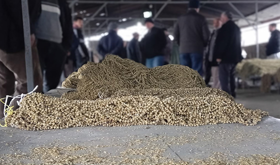20 Mart Güncel Bamya Fiyatları