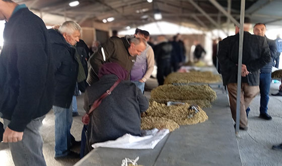 Taşova’nın Sarı Altını: Bamya Fiyatlarında Dalgalanma!