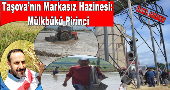 Taşova’nın Markasız Hazinesi: Mülkbükü Pirinci