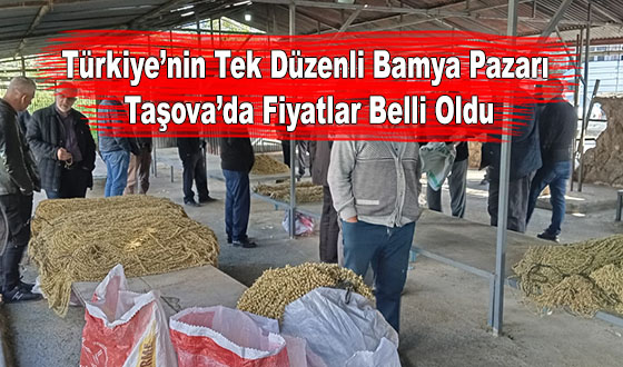 Türkiye’nin Tek Düzenli Bamya Pazarı: Taşova’da Fiyatlar Belli Oldu