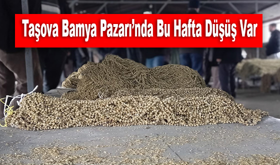 Taşova Bamya Pazarı’nda Bu Hafta Düşüş Var