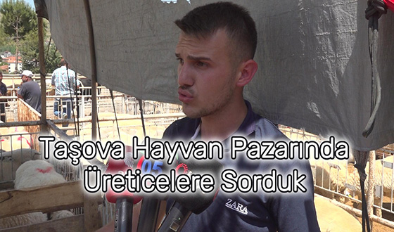 Taşova Hayvan Pazarı'nda Üreticilere Sorduk