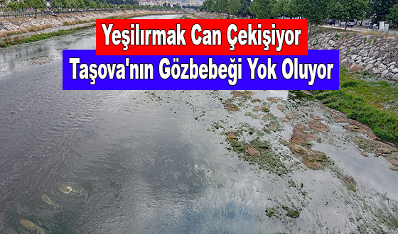 Yeşilırmak Can Çekişiyor: Taşova'nın Gözbebeği Yok Oluyor