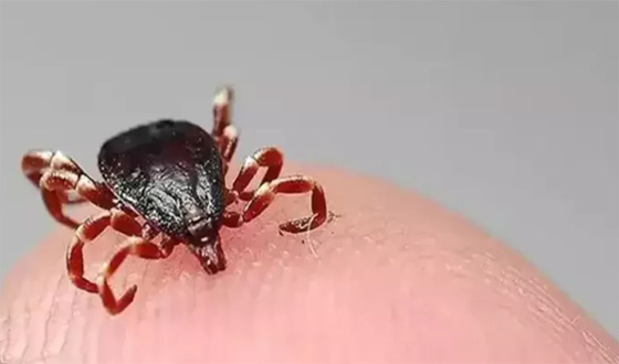 Kenelere Karşı Uyarı: Erken Müdahale Hayat Kurtarıyor