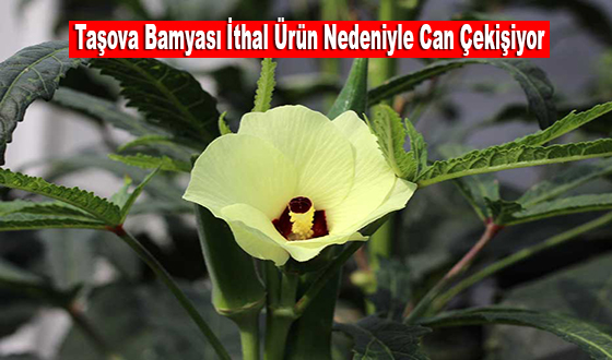 Taşova Bamyası İthal Ürün Nedeniyle Can Çekişiyor