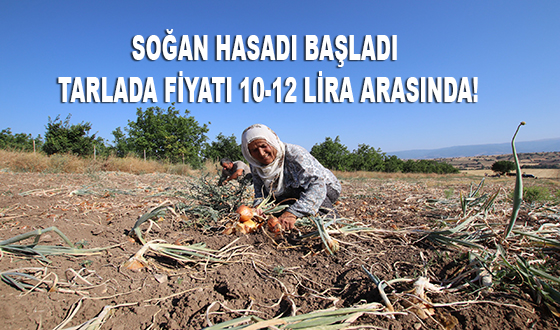 SOĞAN HASADI BAŞLADI TARLADA FİYATI 10-12 LİRA ARASINDA!