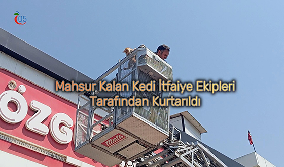 Taşova’da Ağaçta Mahsur Kalan Yavru Kedi İtfaiye Tarafından Kurtarıldı