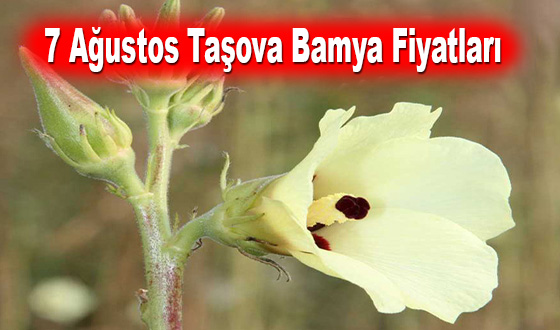 7 Ağustos Taşova Bamya Fiyatları