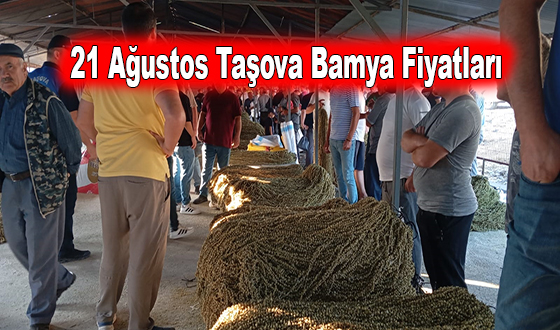 21 Ağustos Taşova Bamya Fiyatları
