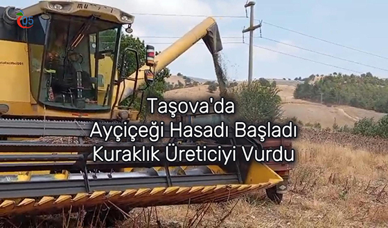 Taşova'da Ayçiçeği Hasadı Başladı: Kuraklık Üreticiyi Vurdu