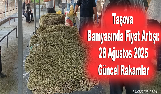 Taşova Bamyasında Fiyat Artışı: 28 Ağustos 2025 Güncel Rakamlar