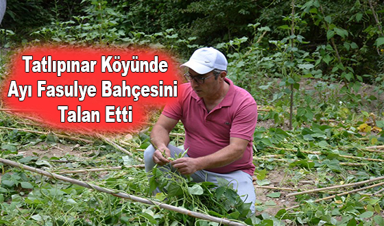 Tatlıpınar Köyünde Ayı Fasulye Bahçesini Talan Etti