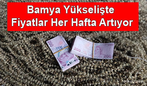 Bamya Yükselişte Fiyatlar Her Hafta Artıyor