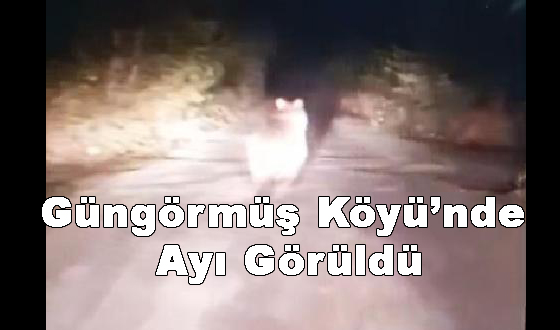 Güngörmüş Köyü’nde Ayı Görüldü