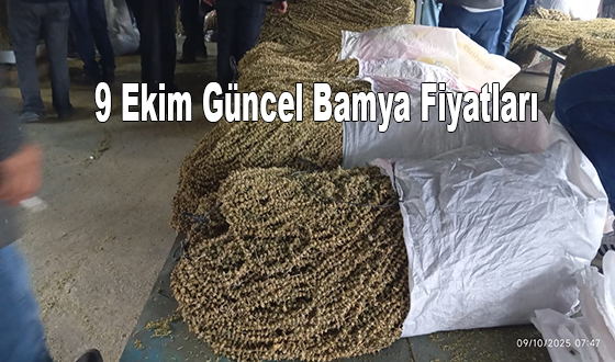 9 Ekim Güncel Bamya Fiyatları