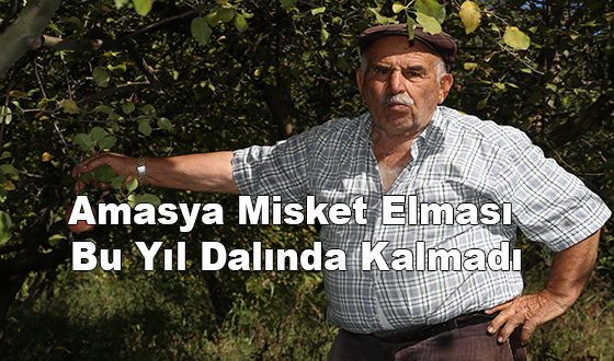 Amasya Misket Elması Bu Yıl Dalında Kalmadı