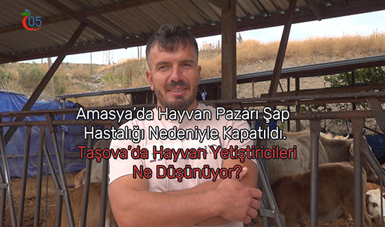 Amasya’da Hayvan Pazarı Şap Hastalığı Nedeniyle Kapatıldı Taşova’da Hayvan Yetiştiricileri Ne Düşünüyor?