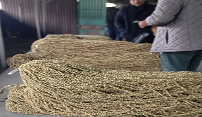16 Ekim Taşova Bamya Fiyatları