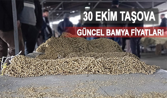 30 EKİM TAŞOVA GÜNCEL BAMYA FİYATLARI
