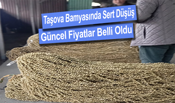 Taşova Bamyasında Sert Düşüş: Güncel Fiyatlar Belli Oldu