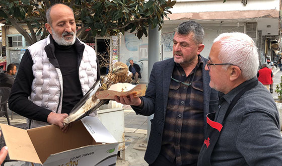 Taşova’da Yaralı Şahin Tedaviye Alındı