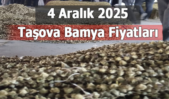 4 Aralık 2025 Taşova Bamya Fiyatları