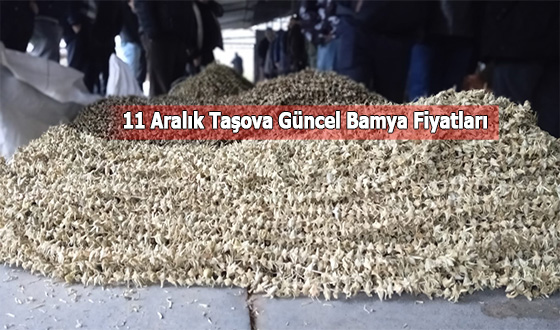 11 Aralık Taşova Güncel Bamya Fiyatları