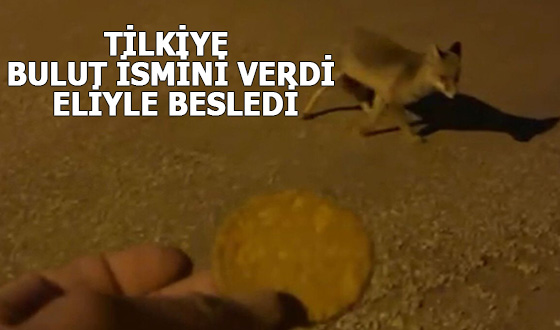 TİLKİYE BULUT İSMİNİ VERDİ, ELİYLE BESLEDİ