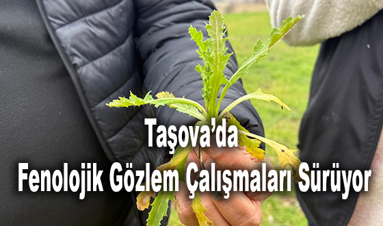 Taşova’da Fenolojik Gözlem Çalışmaları Sürüyor