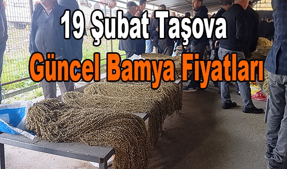 19 Şubat Taşova Güncel Bamya Fiyatları