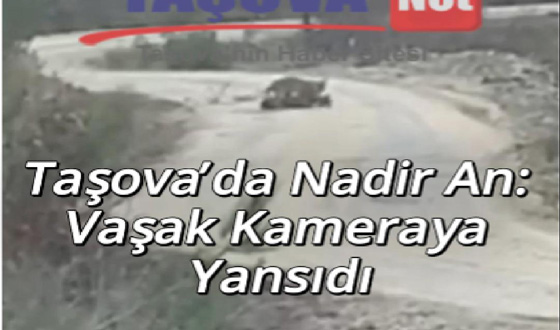 Taşova’da Nadir An: Vaşak Kameraya Yansıdı