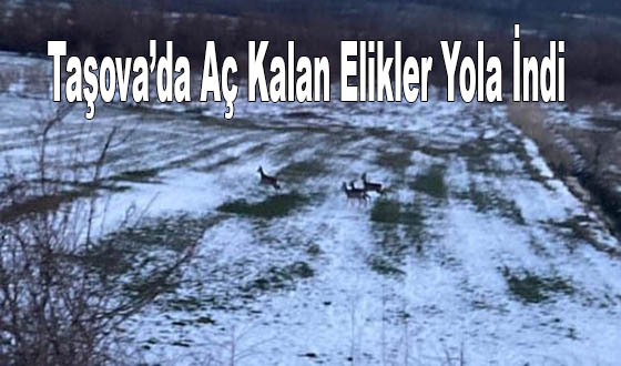 Taşova’da Aç Kalan Elikler Yola İndi