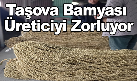 Taşova Bamyası Üreticiyi Zorluyor