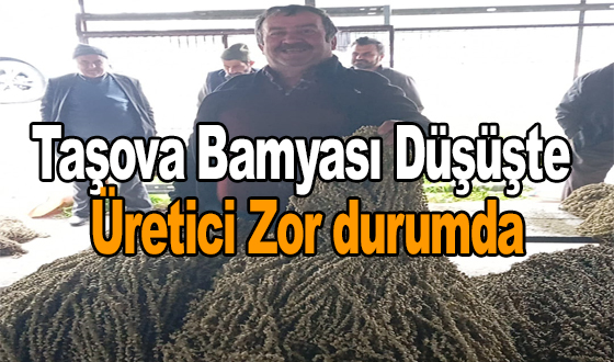 Taşova Bamyası Düşüşte Üretici Zor durumda