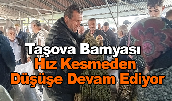 Taşova Bamyası Hız Kesmeden Düşüşe Devam Ediyor