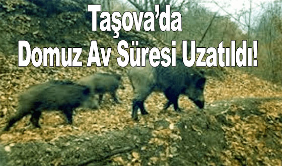  Taşova’da Domuz Av Süresi Uzatıldı!