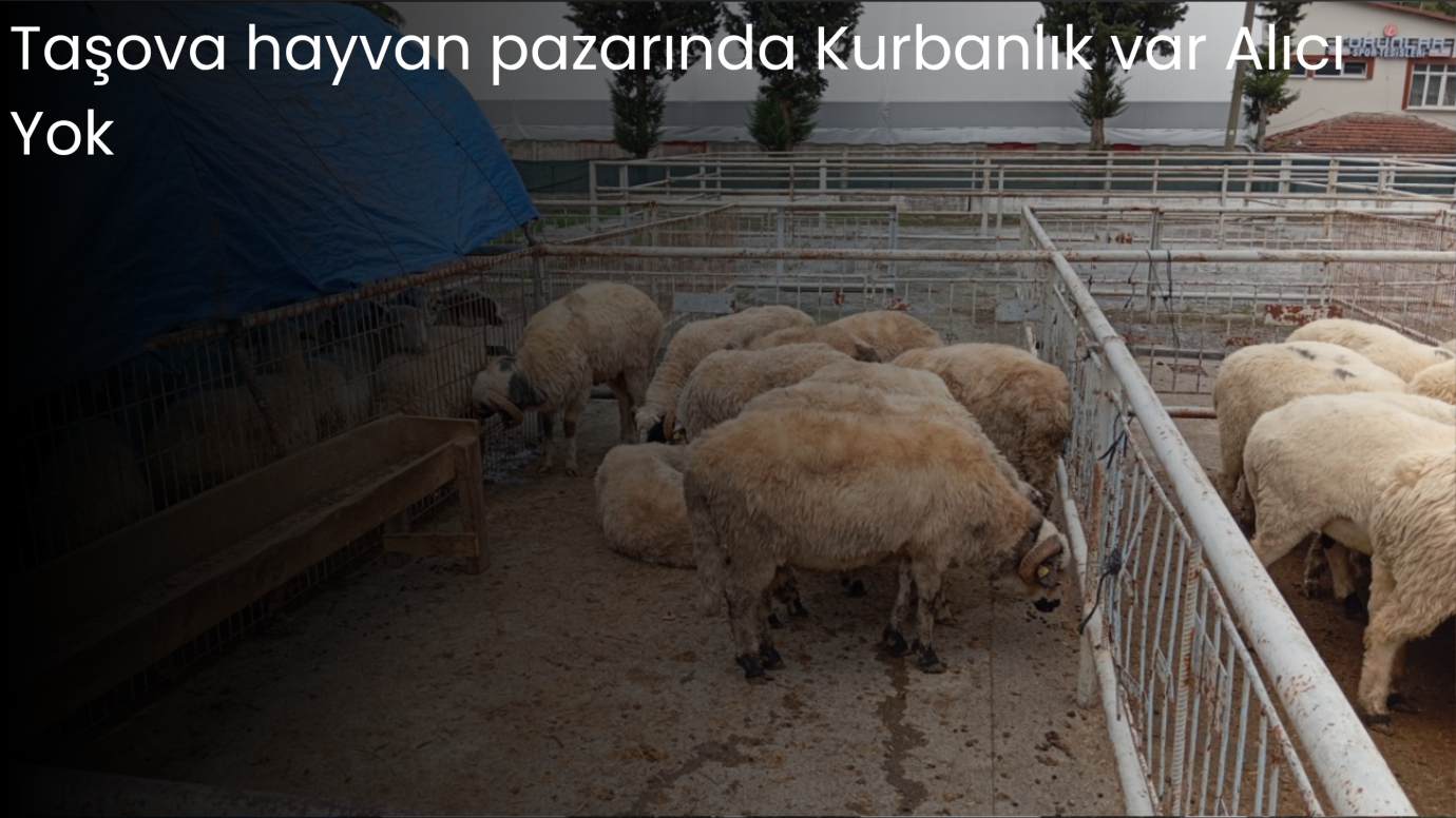 Taşova Hayvan Pazarında Kurbanlık Var Alıcı yok
